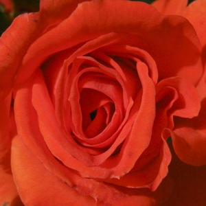 Поръчка на рози - Грандифлора–рози от флорибунда - червен - Pоза Проминент - дискретен аромат - Реймър Кордес - Обръща внимание,перфектно рязана роза
